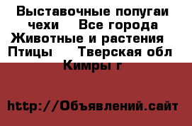 Выставочные попугаи чехи  - Все города Животные и растения » Птицы   . Тверская обл.,Кимры г.